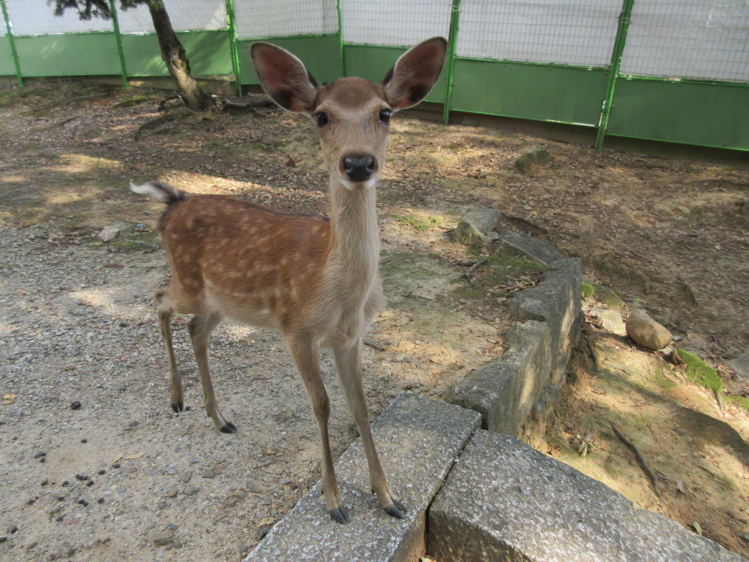 奈良公園　鹿